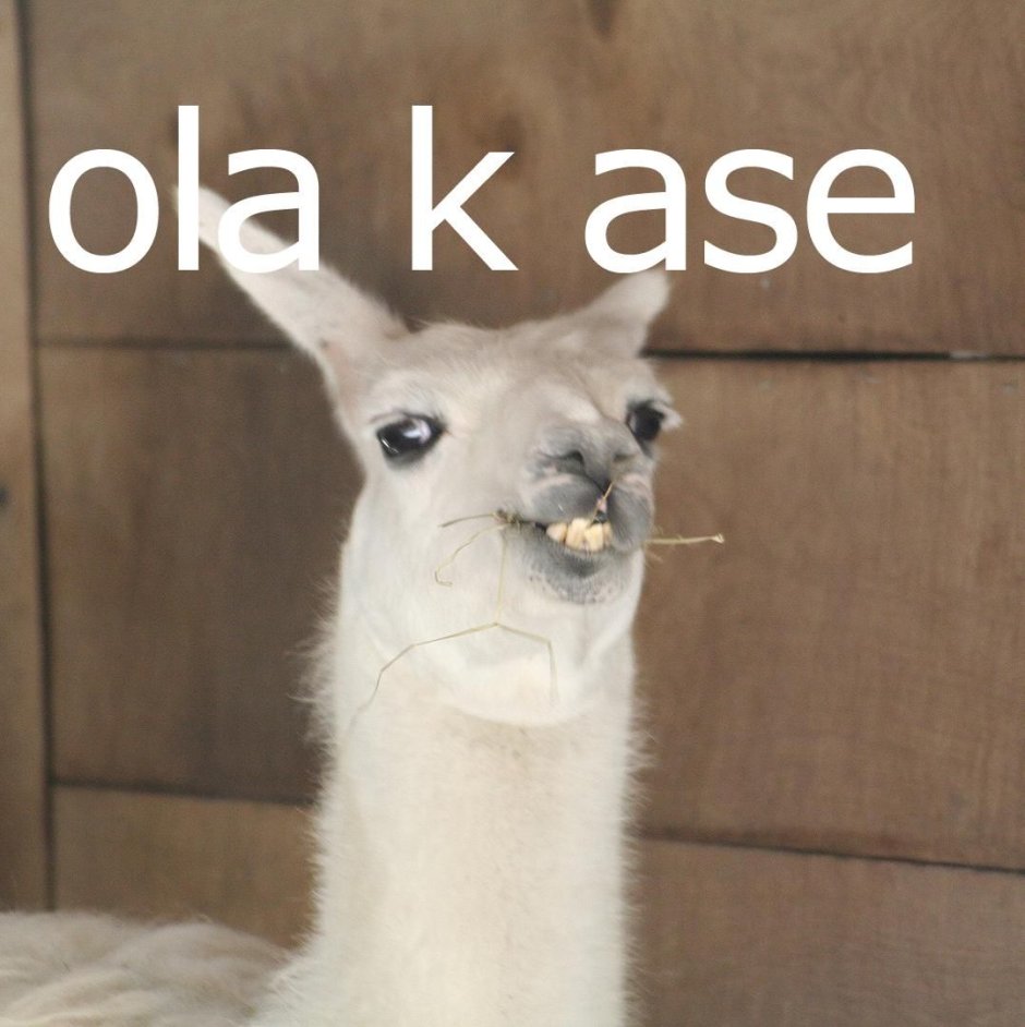 Альпака Бонжур