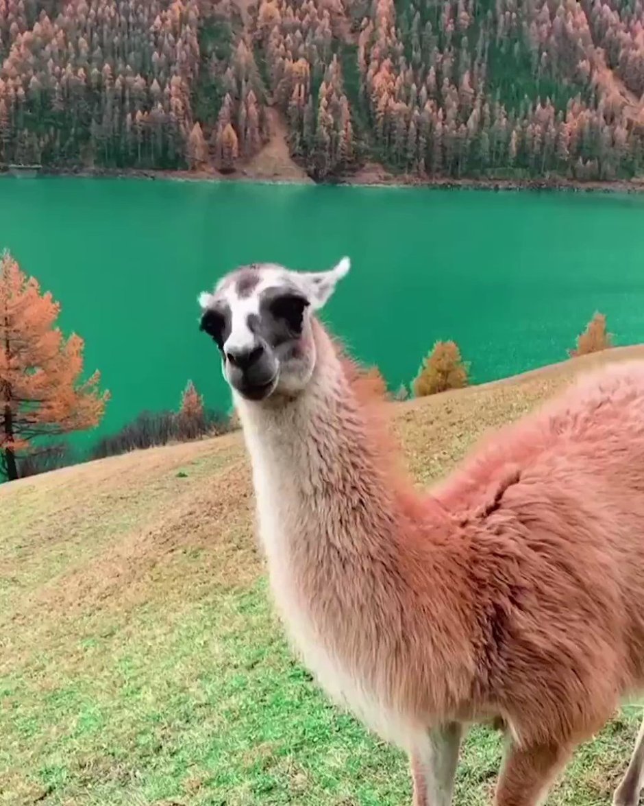 Гималайская лама животное