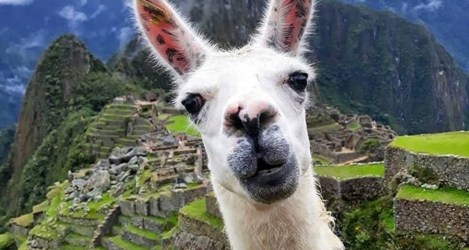 Мачу Пикчу альпаки