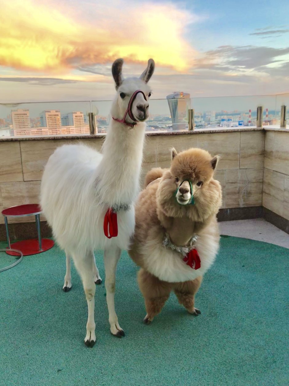 Лама и альпака