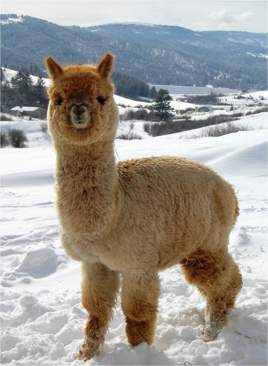 Альпака Викунья лама