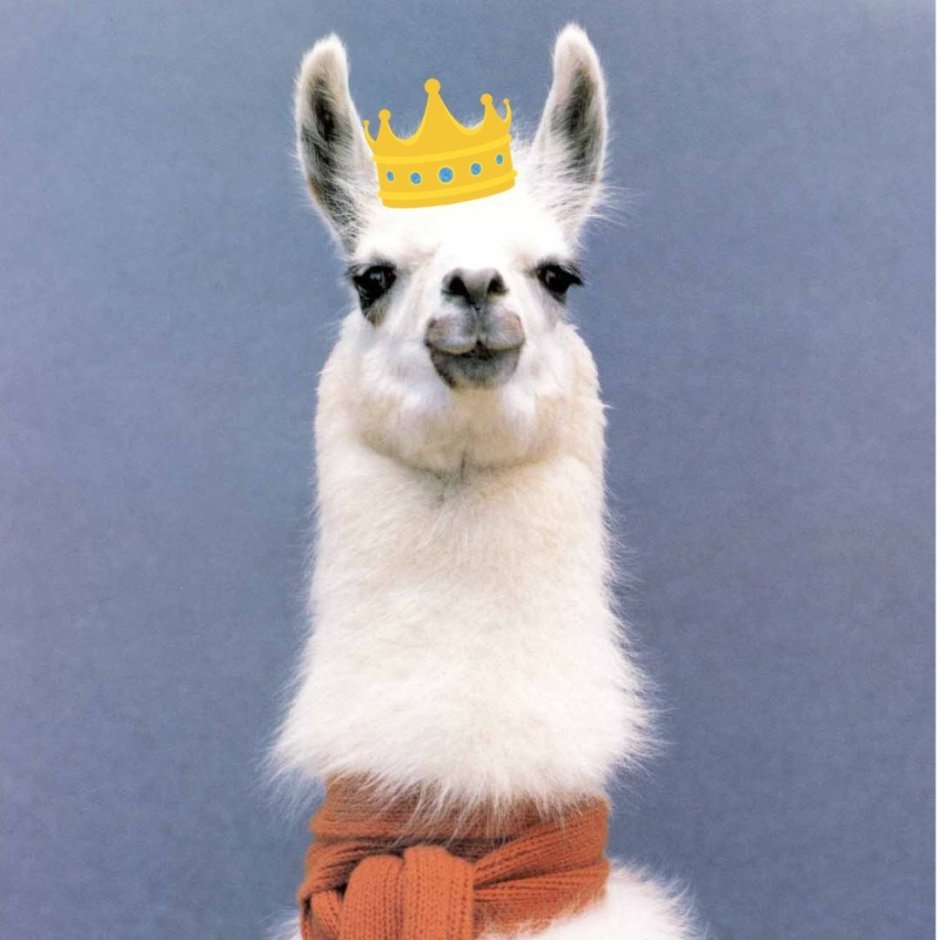 Альпака в очках