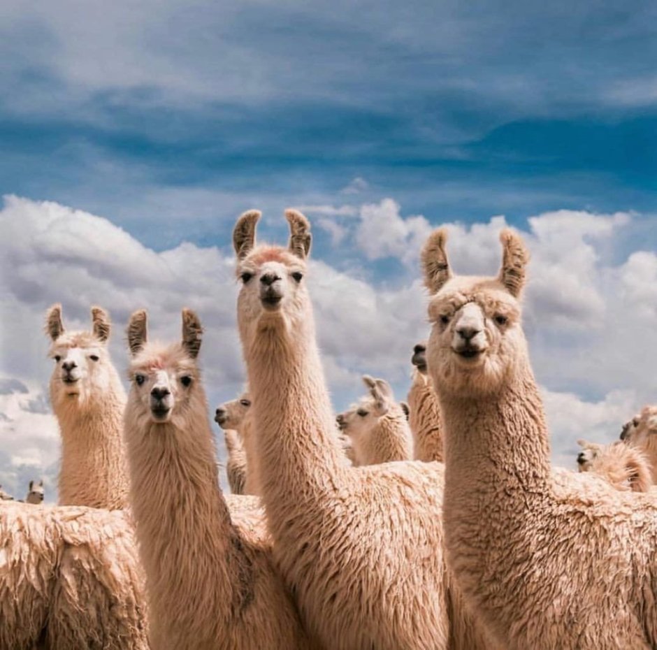 Альпака (Lama Pacos)