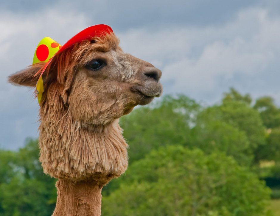 Модная лама