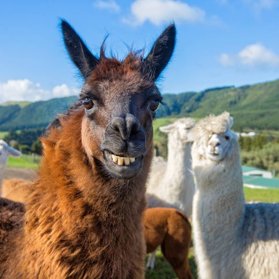 Альпаки в Альпах