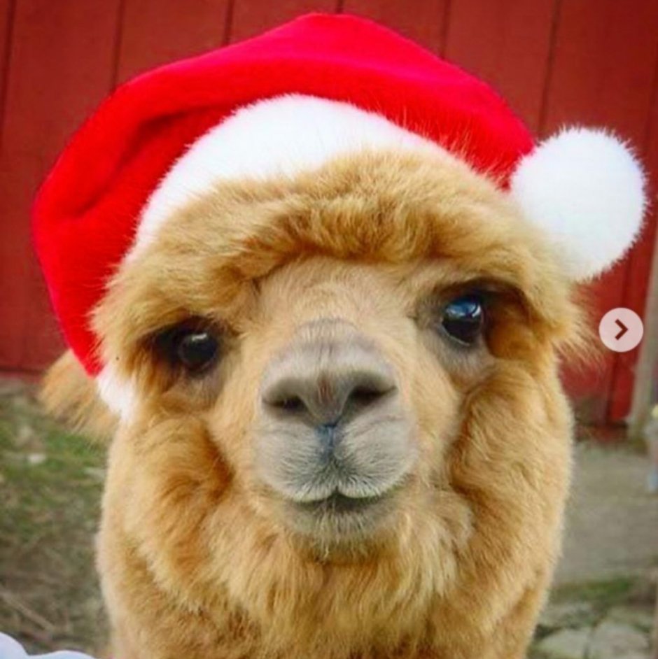 Альпака в шапке