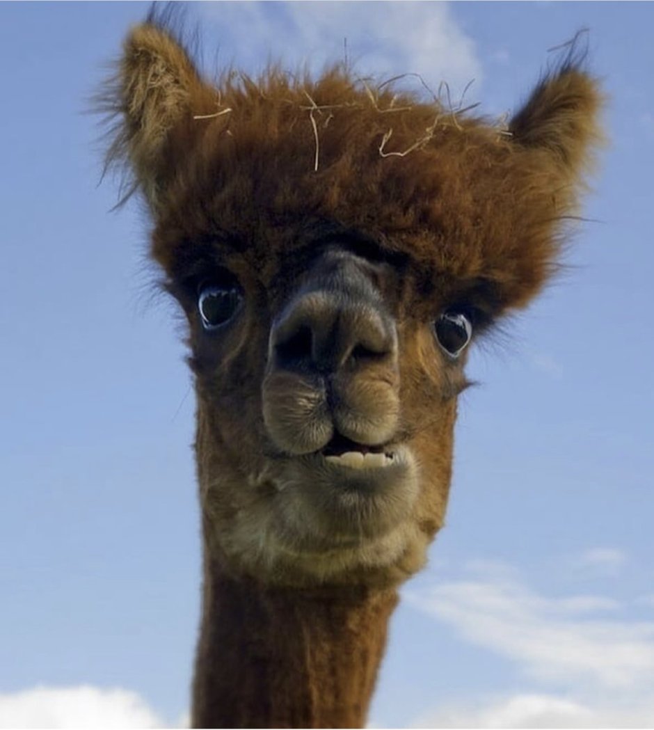 Аргентинский верблюдоид