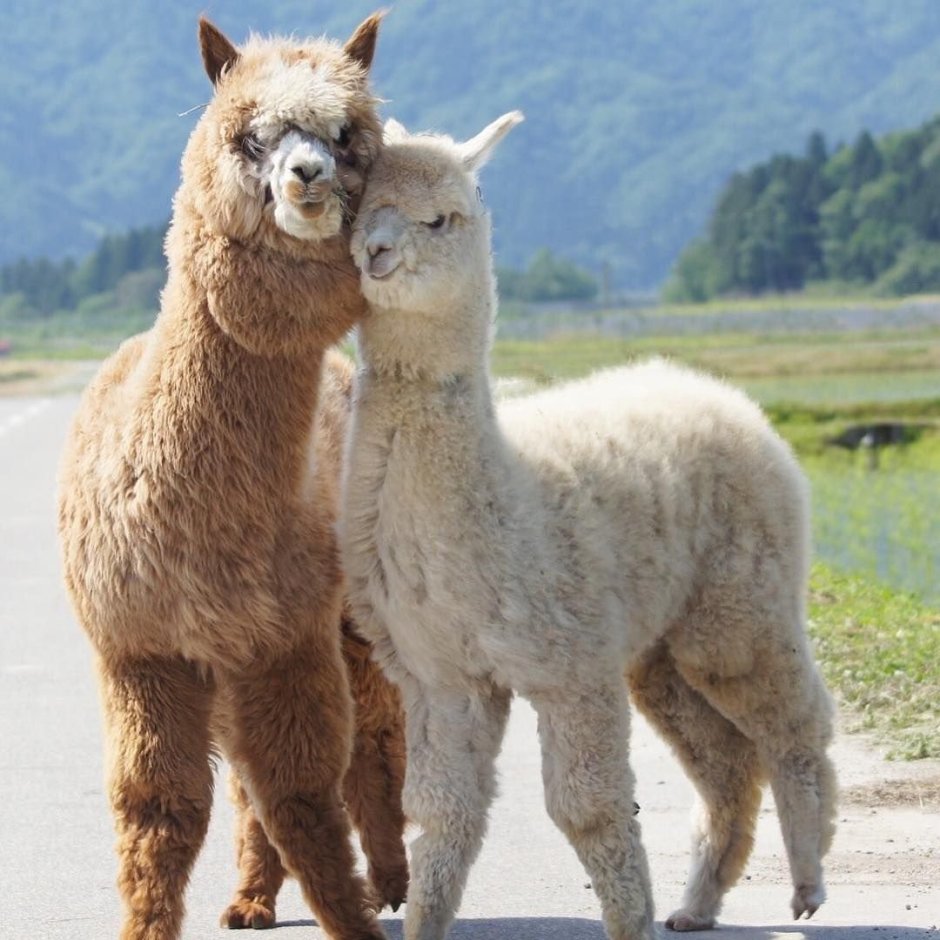 Альпака Пако