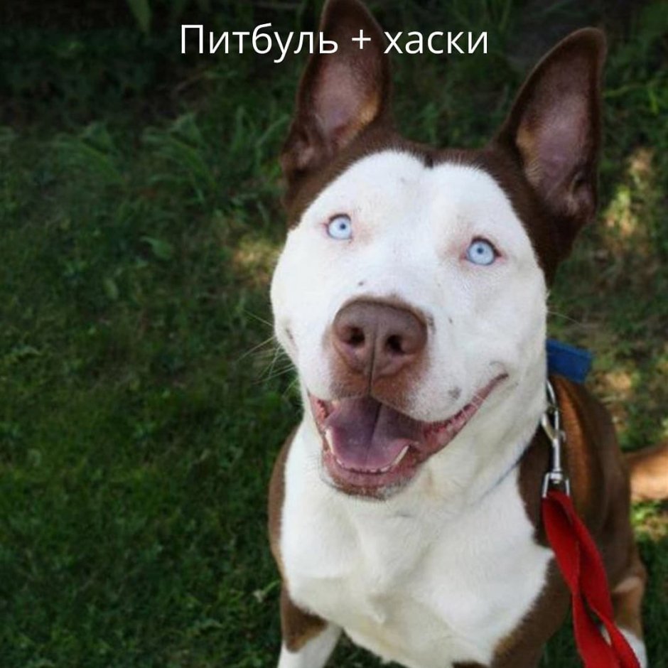 Ретривер и Далматин
