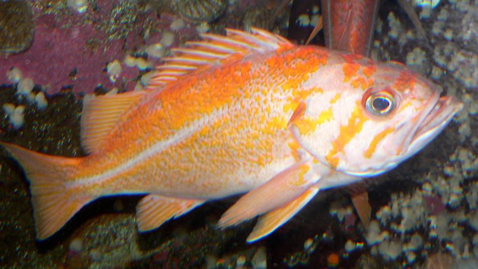 Giant Trevally