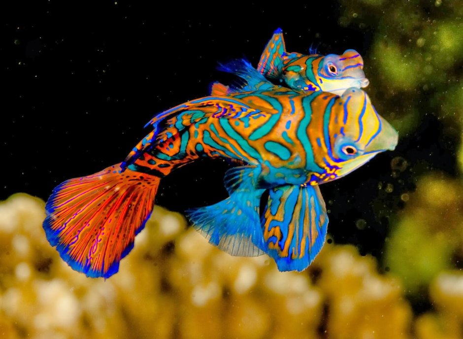 Рыба Yellow Perch