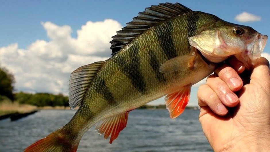 Речной окунь perca fluviatilis