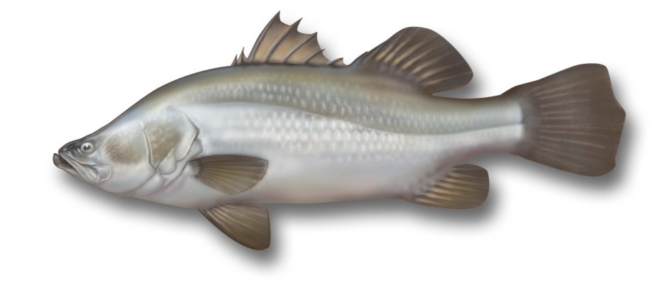 Морской окунь Барамунди