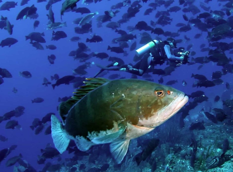 Nile Perch рыба