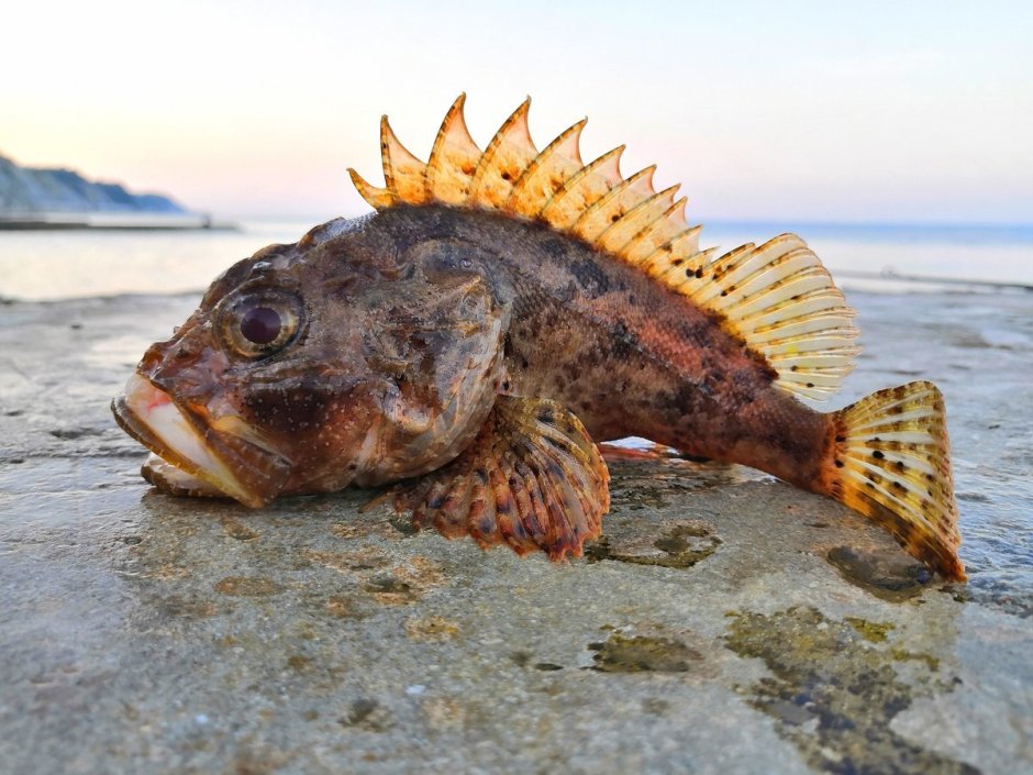 Морской окунь Барамунди