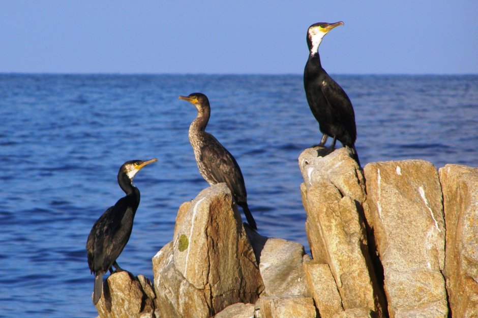 Чомга водоплавающая птица Черноморского побережья