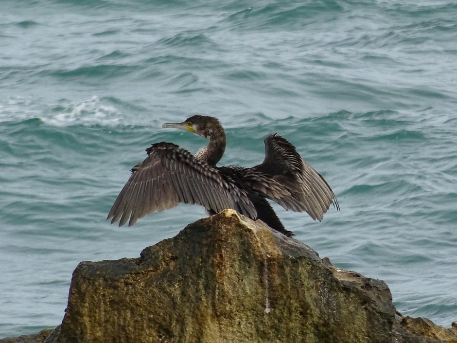 Баклан Волжский
