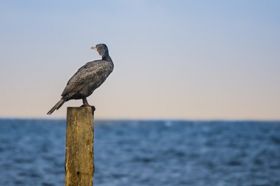 Альбатрос Анапа птица