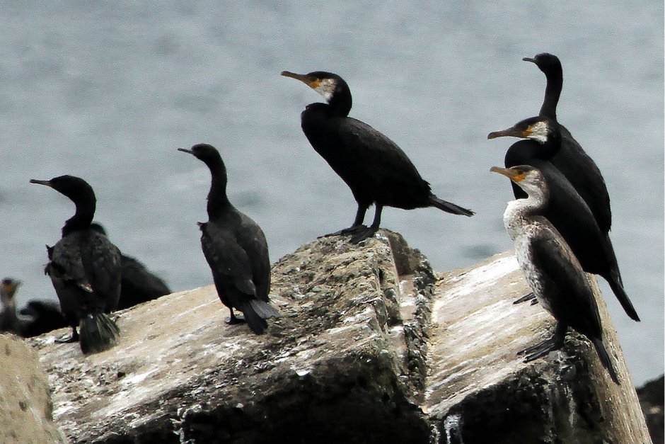 Чайки на Азовском море