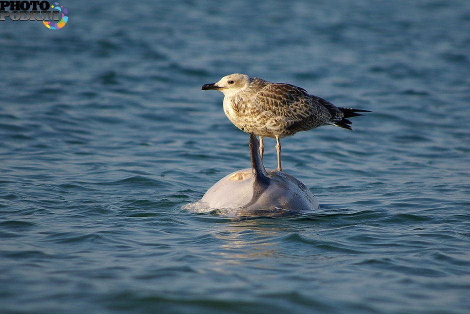 Баклан с рыбой