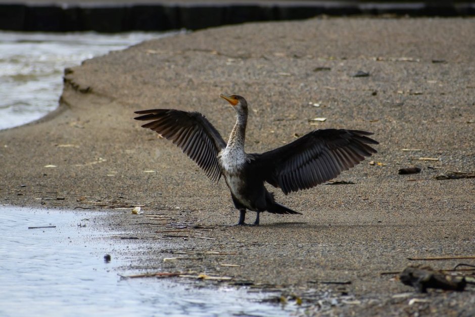 Морская Чайка
