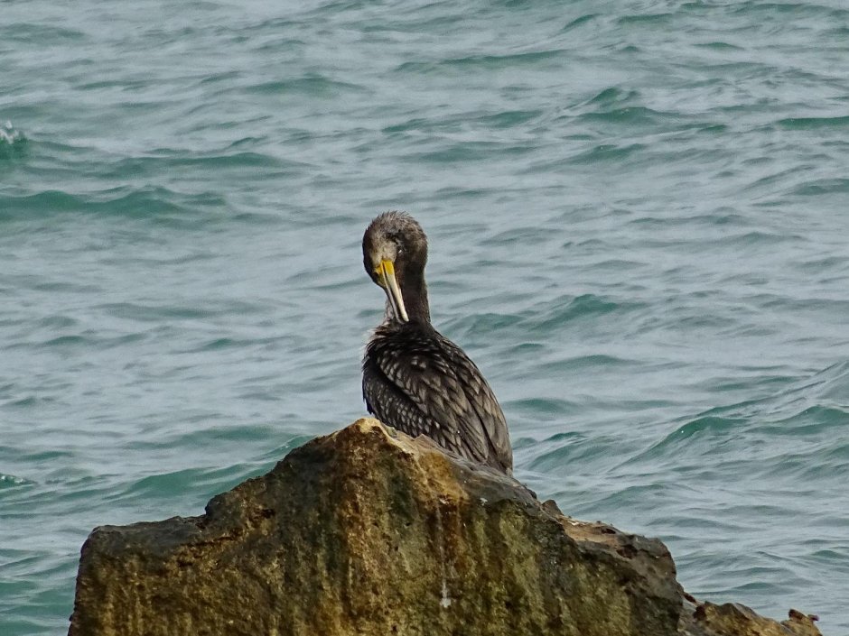 Чайка Баклан Альбатрос