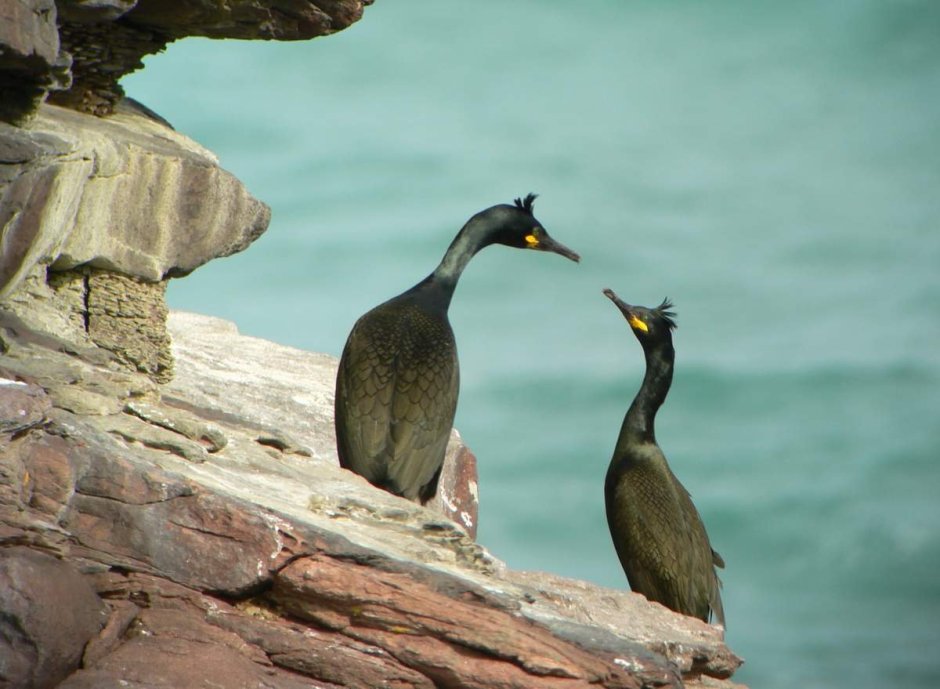 Баклан Черноморский птица белый