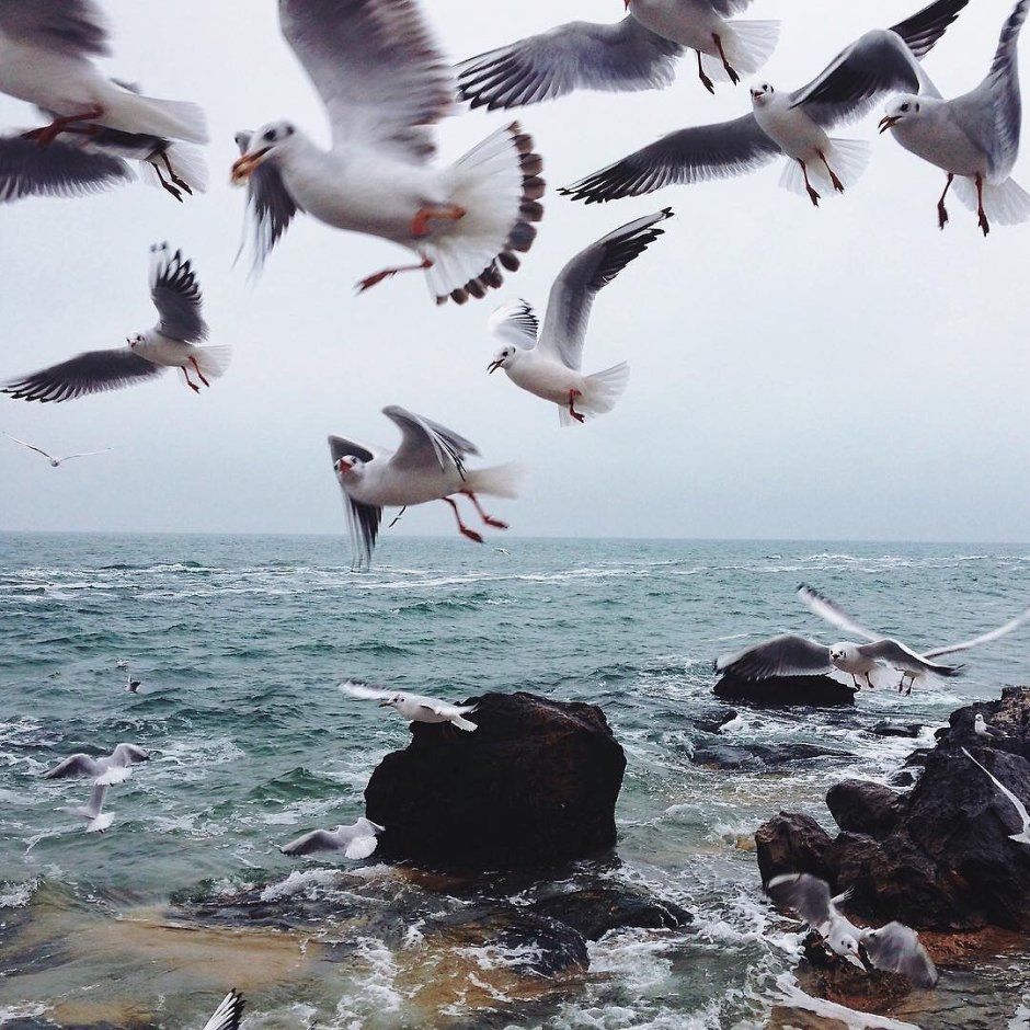 Баклан птица Азовское море