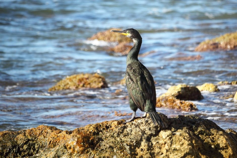 Чайка Баклан Альбатрос