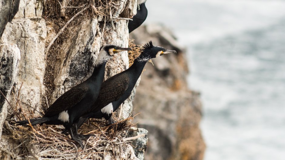 Морские птицы черного моря