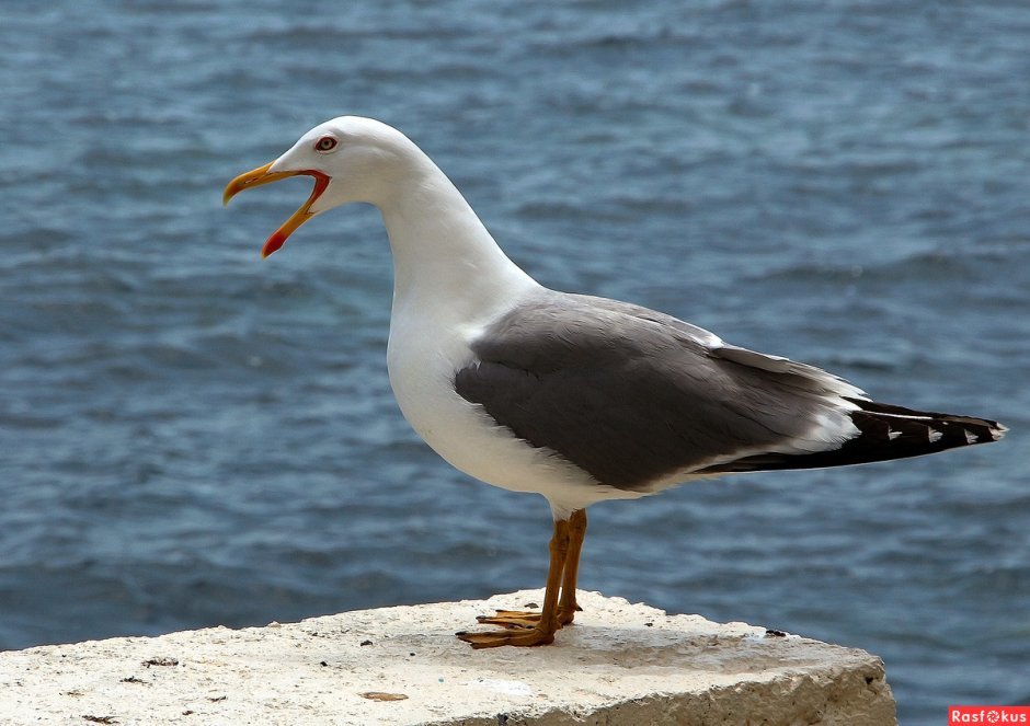 Баклан Балтийский