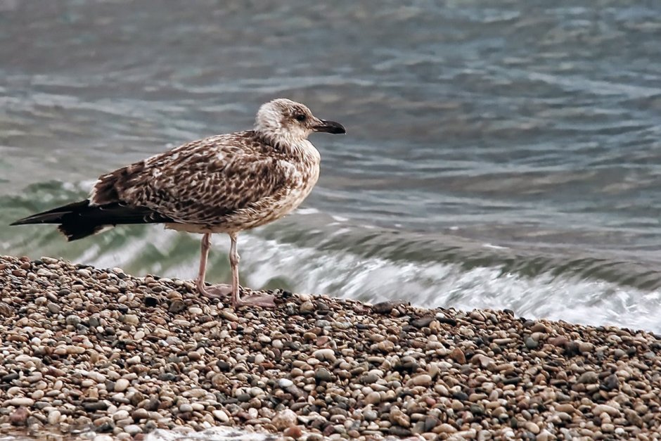 Баклан Балтийское море