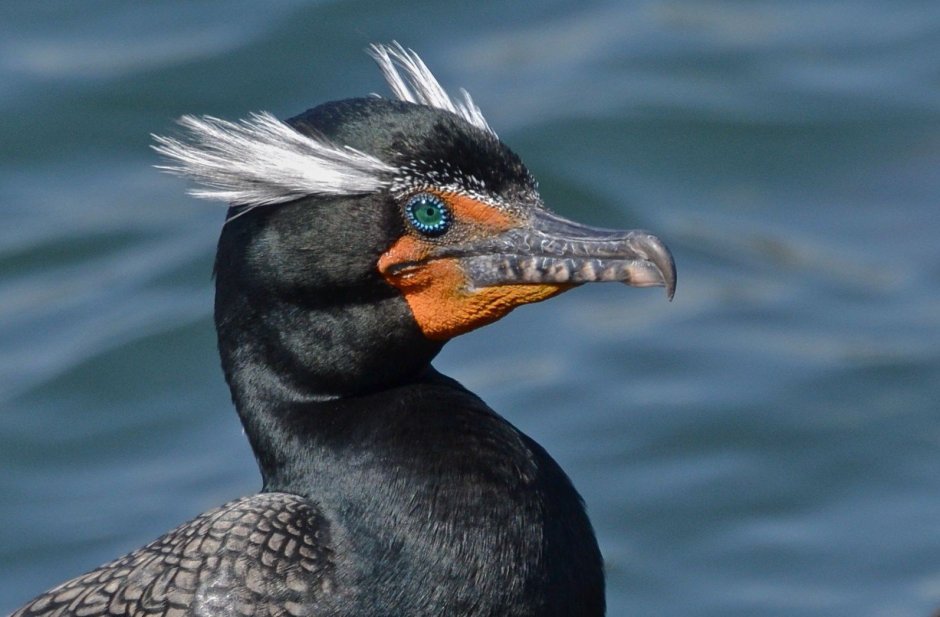 Бакланы черного моря