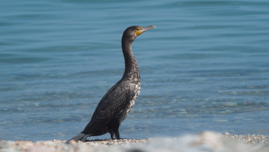 Чайка в природе