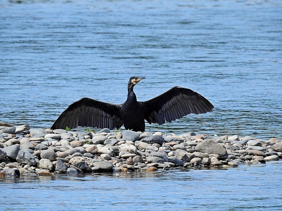 Баклан нырок Черноморский птица