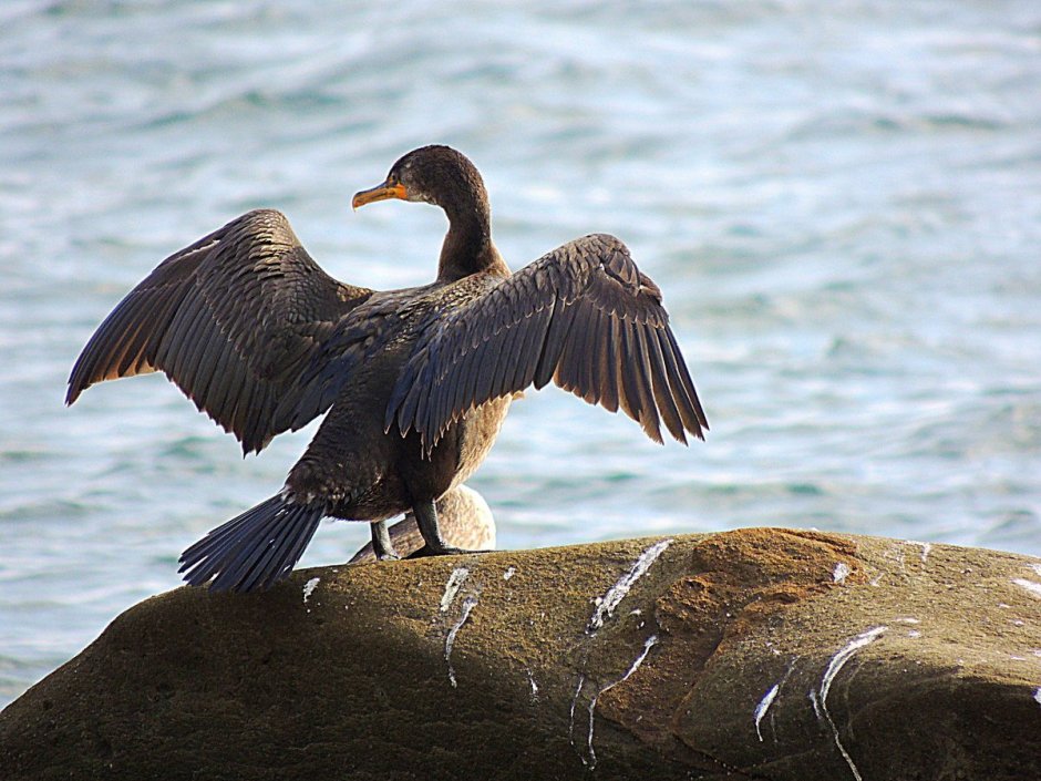 Хохлатый Баклан Phalacrocorax Aristotelis