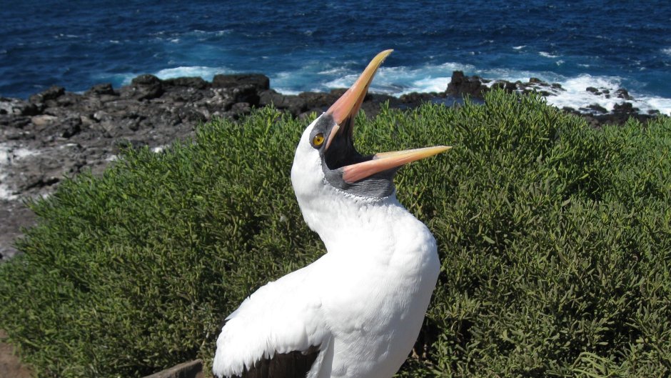 Чайка Баклан Крымский