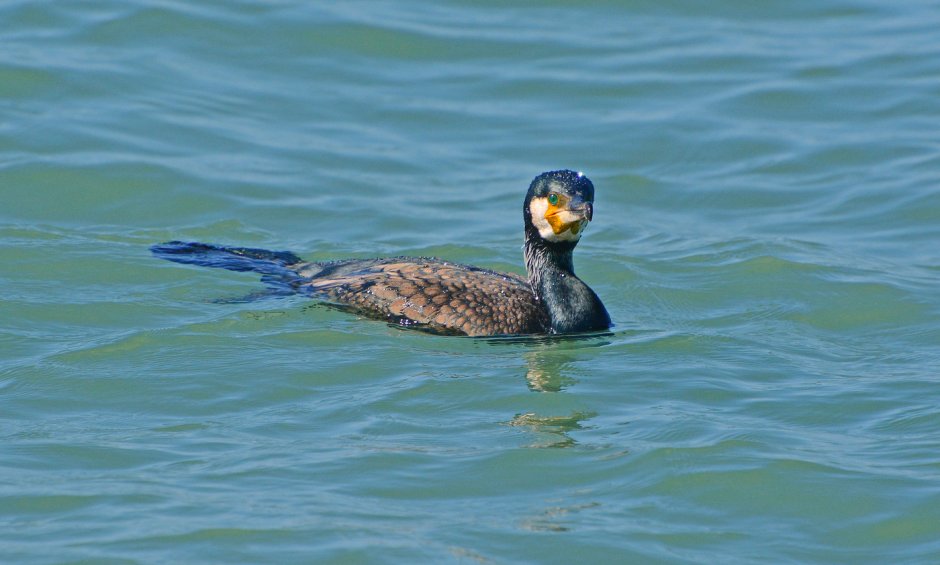 Бакланы на Байкале