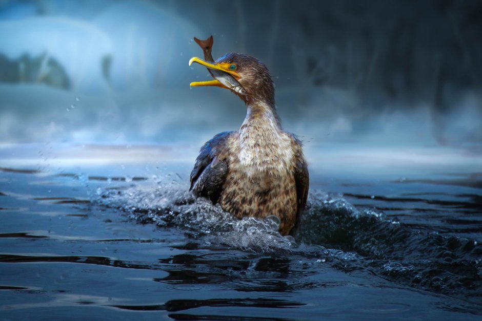 Чайки много