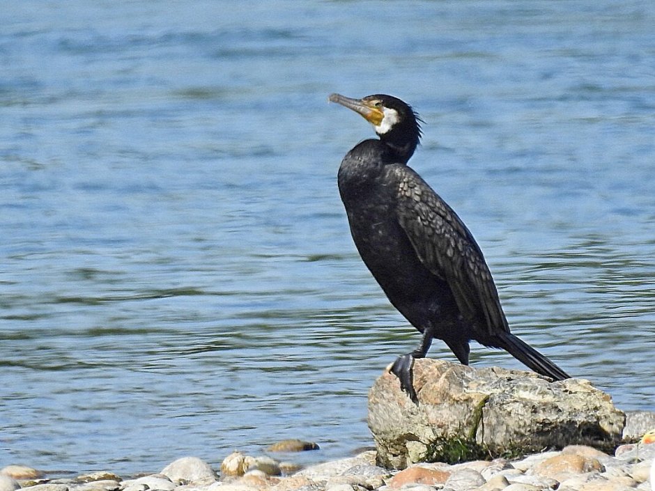 Бакланы на Байкале