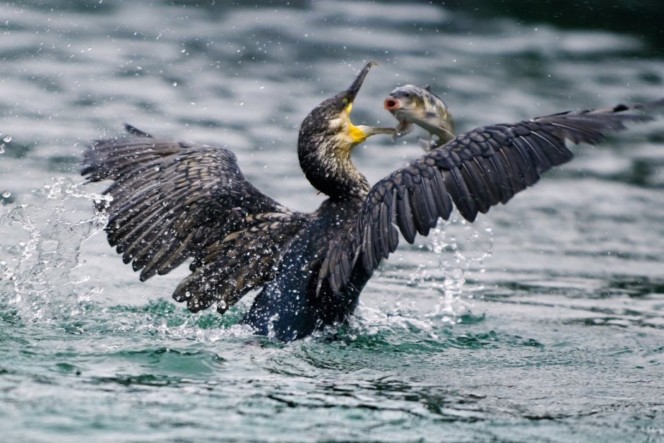 Баклан Черноморский птица белый