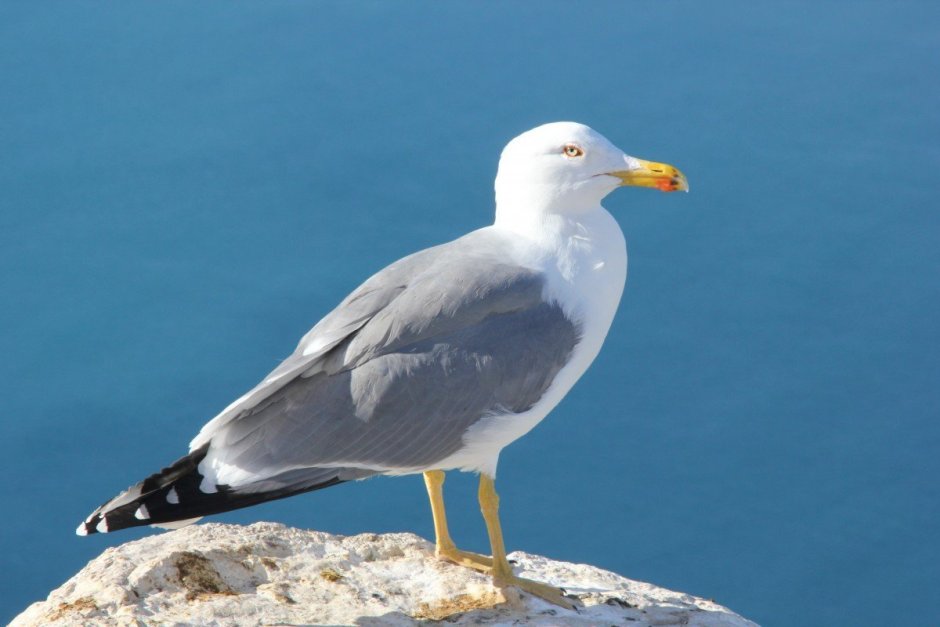 Бакланы черного моря