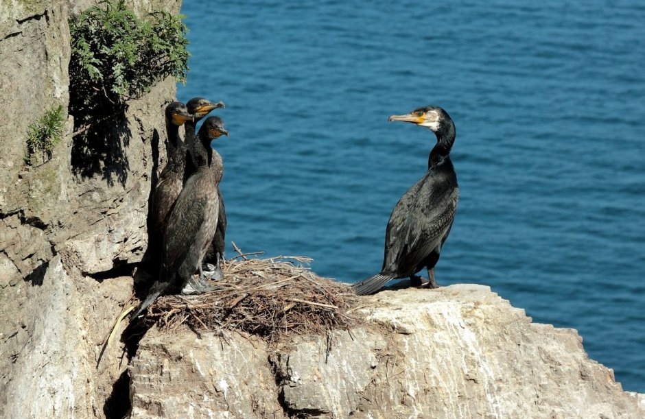 Море горы Чайки