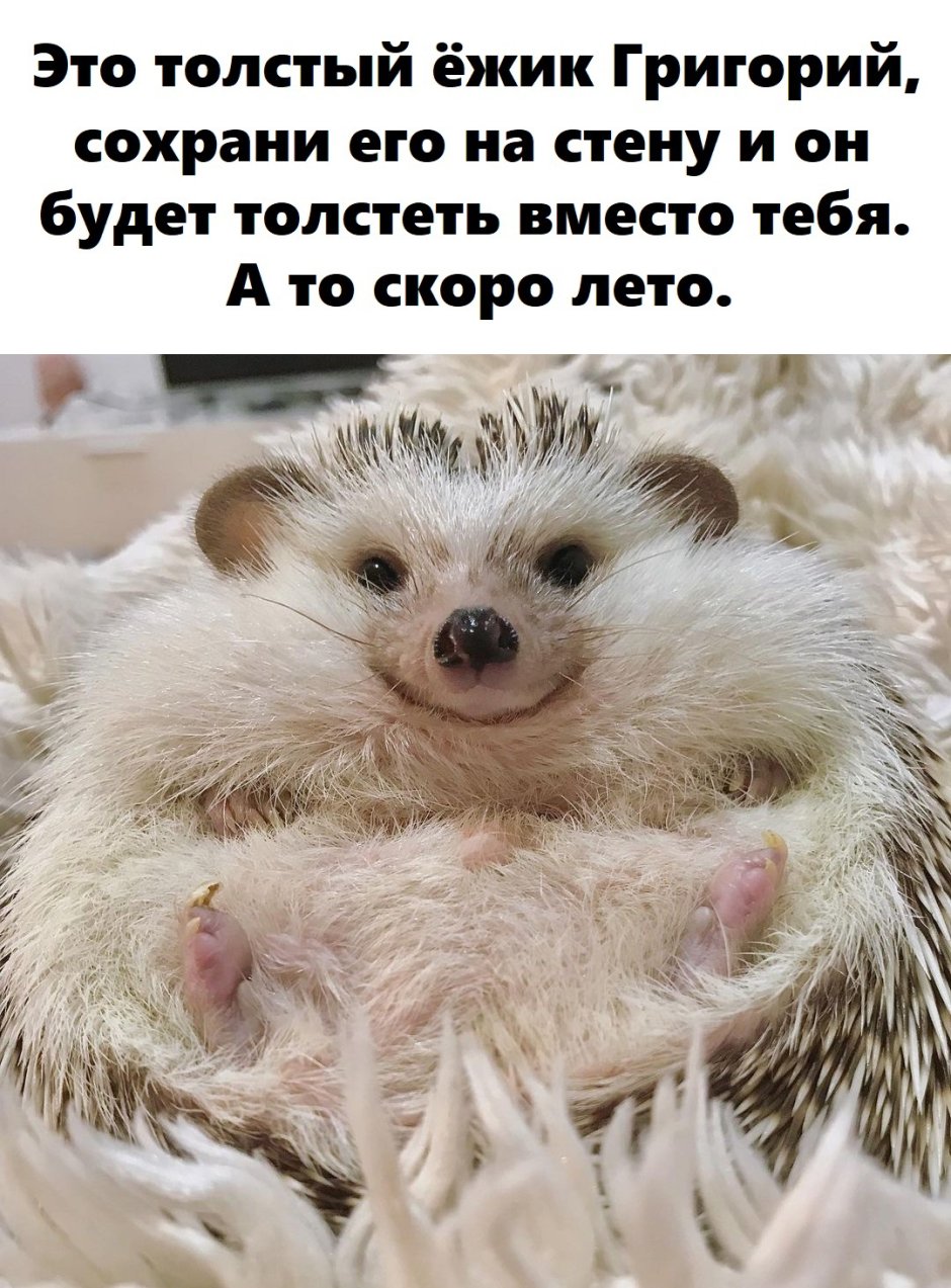 Ежики 2021