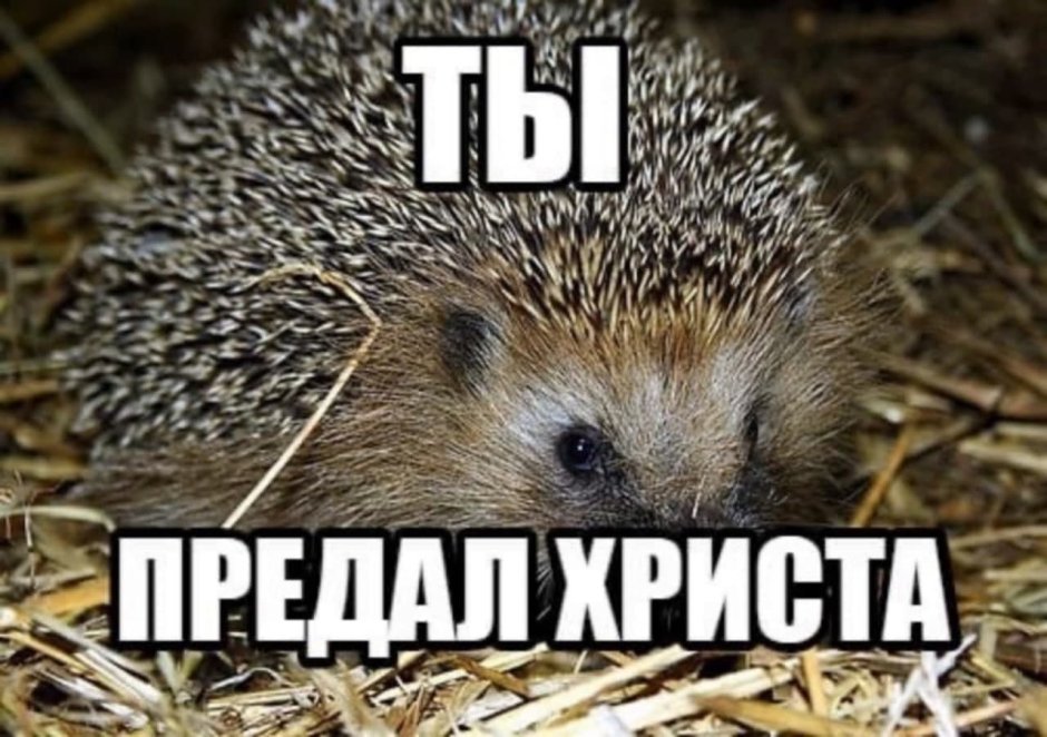 Еж прикол