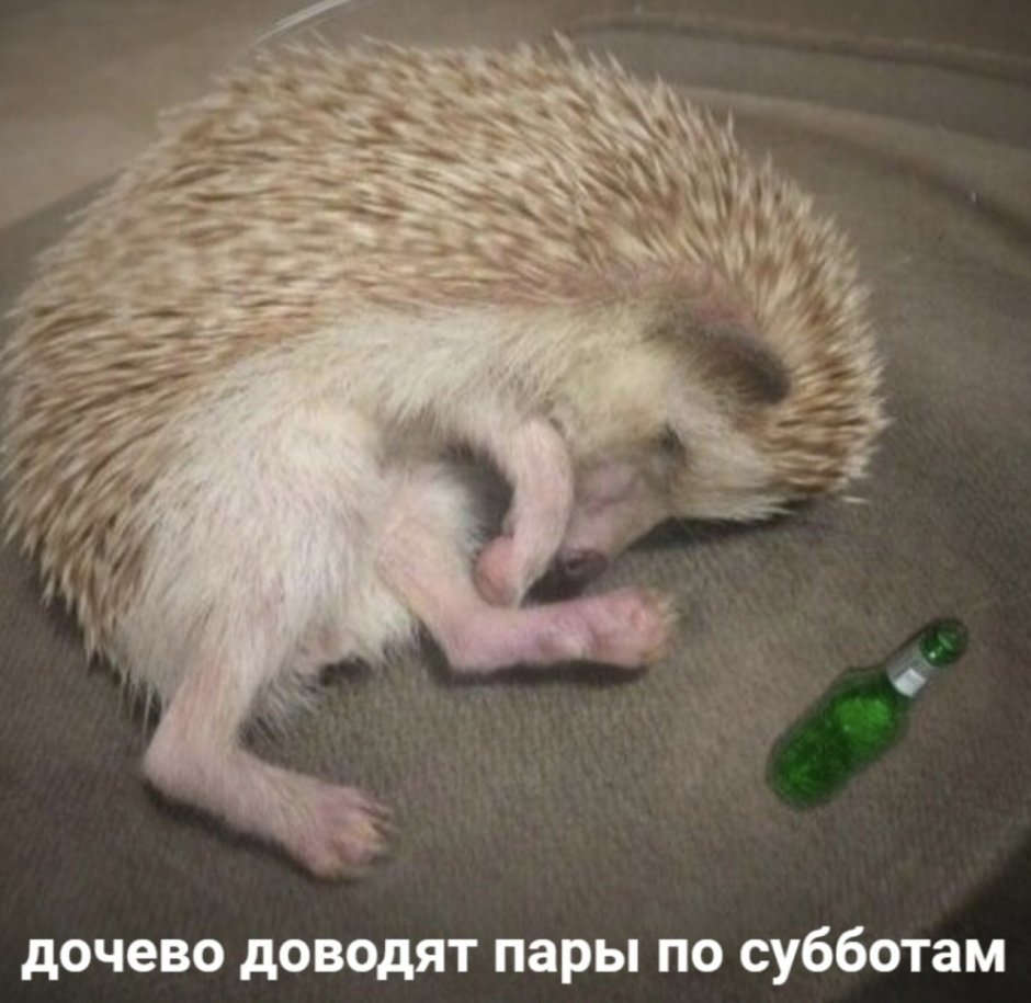 Ежик в шляпке