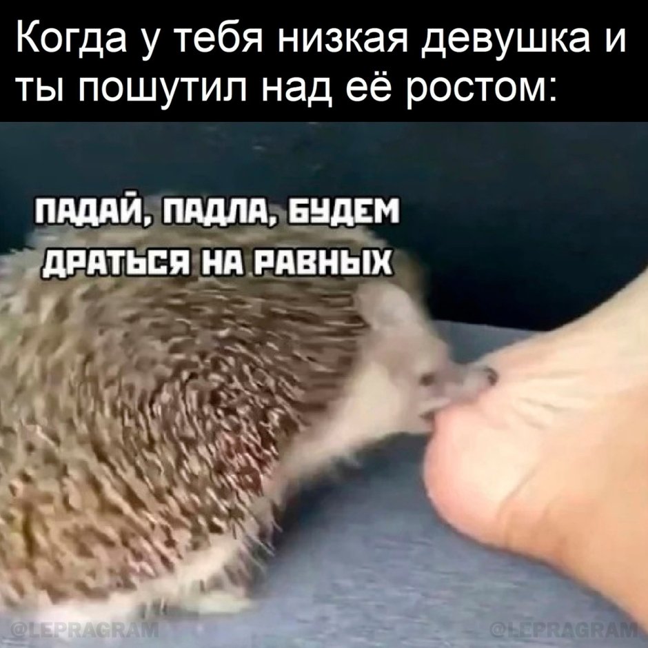 Устала Ежик