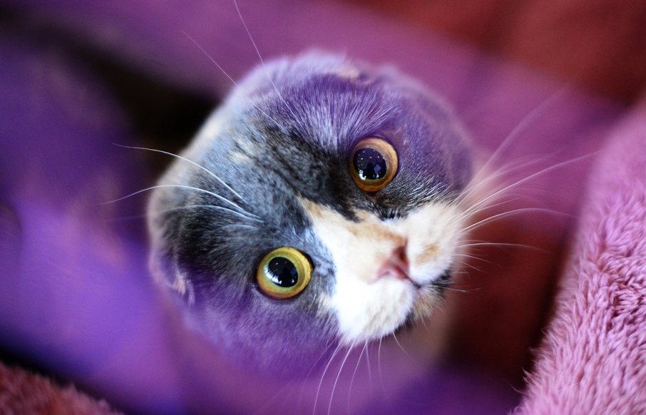 Шотландская вислоухая кошка
