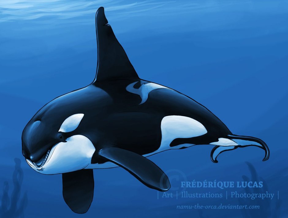 Orcinus Orca коса́тка Orca Killer Whale