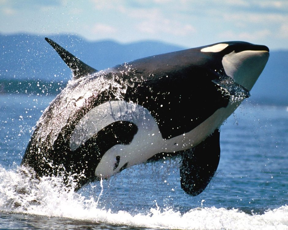 Orca Касатка